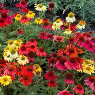 Echinacea Cheyenne Spirit - Coneflower Plants in Amazing Colours - in Bud & Bloom
