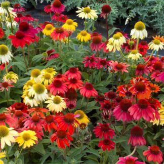 Echinacea Cheyenne Spirit - Pack of Ten Coneflower Plants in Amazing Colours