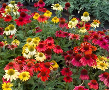 Echinacea Cheyenne Spirit - Pack of Ten Coneflower Plants in Amazing Colours