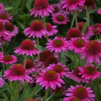 Echinacea Purpurea Delicious Candy - Double Cone Flower Plants