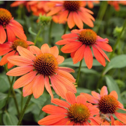 Echinacea Lakota Orange