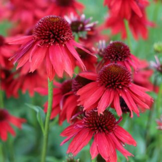 Echinacea Lakota Red
