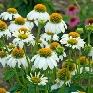 Echinacea Purpurea 'Powwow White'