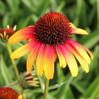 Echinacea Sombrero Special Yellow Red