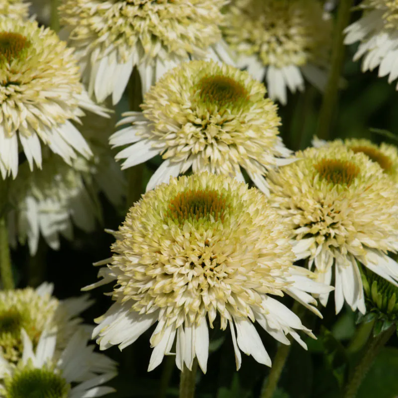 Echinacea Sunmagic Double White