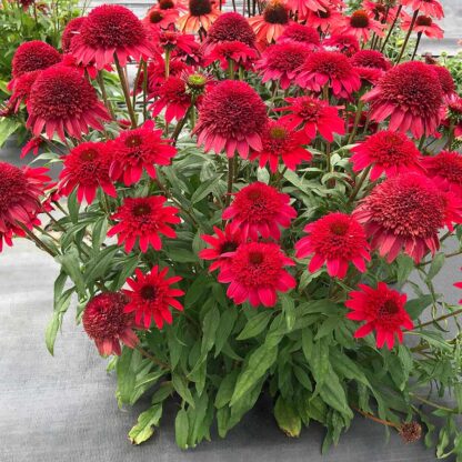 Echinacea 'Sunny Days Ruby'