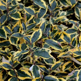 Elaeagnus x Ebbingei 'Gilt Edge' - Silverthorn