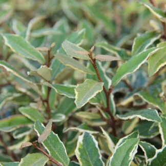 Elaeagnus Pungens 'Hosuba-Fukurin'