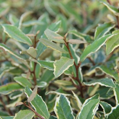 Elaeagnus Pungens 'Hosuba-Fukurin'