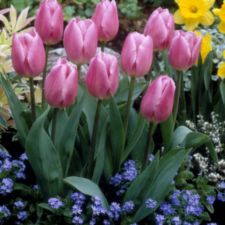 Tulip Christmas Dream - Pack of 6 Bulbs