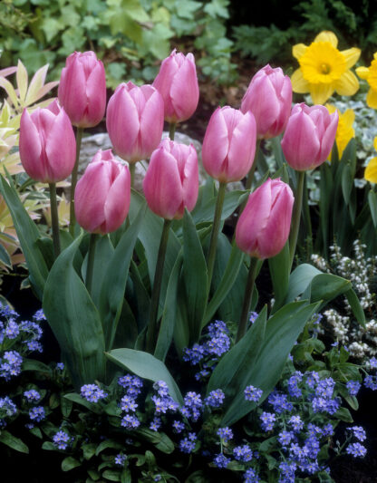 Tulip Christmas Dream - Pack of 6 Bulbs