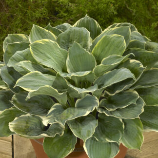 Hosta 'Pizzazz'