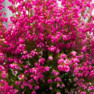 Erica Gracilis - Large Hot Pink Heather Plants in Bud