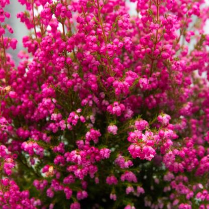Erica Gracilis - Large Hot Pink Heather Plants in Bud