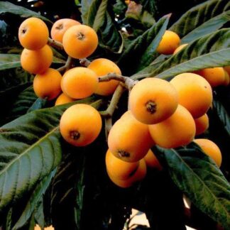 Eriobotrya Japonica - Japanese Loquat - Circa 120-140cm Tall