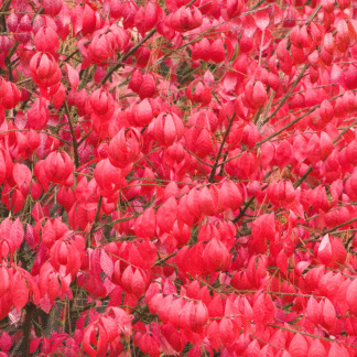 Euonymus Alatus Compactus - Burning Bush