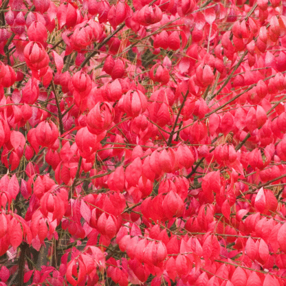 Euonymus Alatus Compactus - Burning Bush