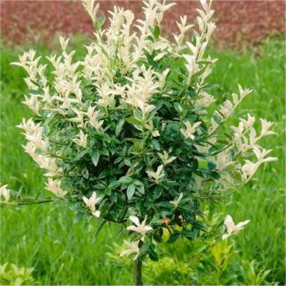 Euonymous Fortunei Harlequin - Evergreen Standard Euonymus Tree