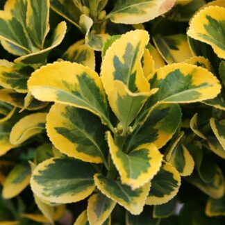 Euonymus Japonicus Marieke - Ovatus Aureus