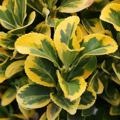 Euonymus Japonicus Marieke - Ovatus Aureus