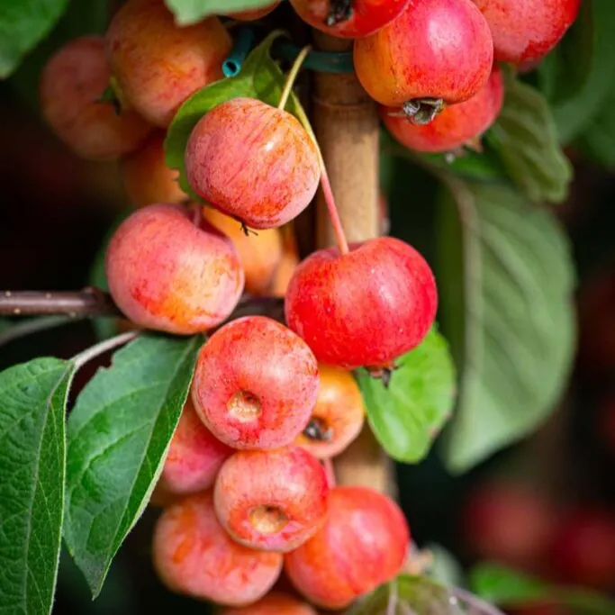 Crabapple Tree - Malus Evereste - 120-130cm