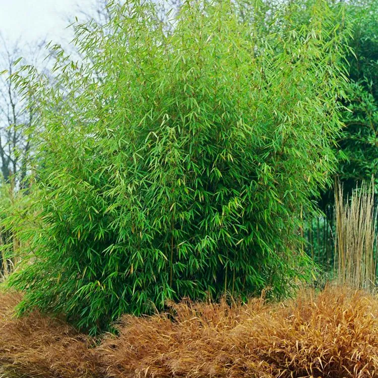 Fargesia Robusta Pingwu