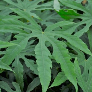 Fatsia Polycarpa ‘green Fingers’®