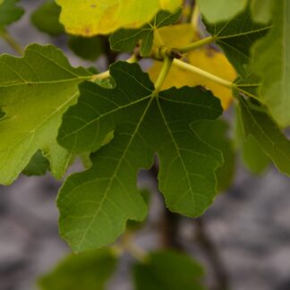 Fig - Ficus Carica 'Morena'
