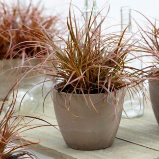 Uncinia Rubra Firedance - Everflame Red Hook Sedge