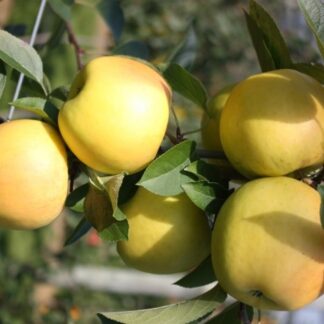 Patio Fruit Tree - Apple Reinette - Malus Domestica