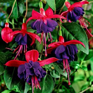 Fuchsia Dollar Princess - Hardy Fuchsia