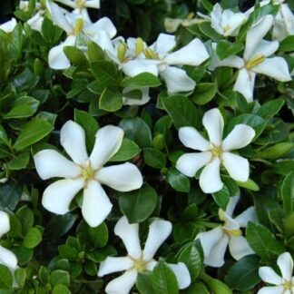 Gardenia Jasminoides 'Pinwheel' - Cape Jasmine