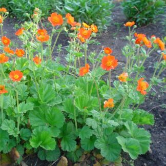 Geum Borisii - Koi Tangerine Avens - in Bud & Bloom