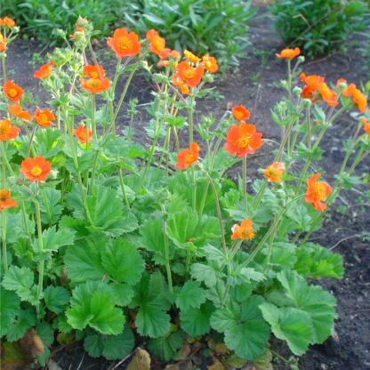 Geum Borisii - Koi Tangerine Avens - in Bud & Bloom