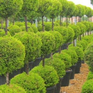 Lovely Lemon Scented Evergeen Monterey Cypress Goldcrest - Trio Ball Topiary Tree