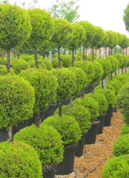 Lovely Lemon Scented Evergeen Monterey Cypress Goldcrest - Trio Ball Topiary Tree