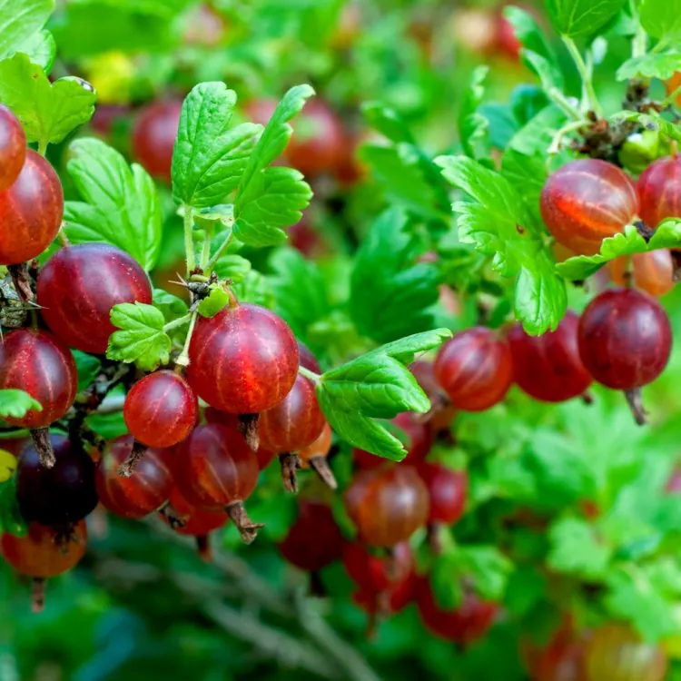 Gooseberry Plants - Ribes Uva-Crispa Hinnonmaki Red