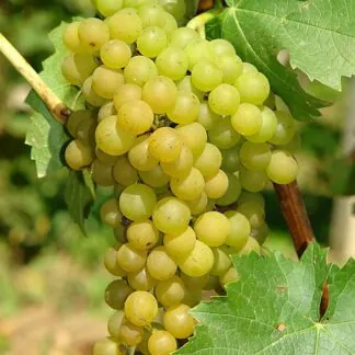 Vitis Vroege Van Der Laan - White Grape