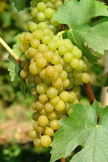 Vitis Vroege Van Der Laan - White Grape