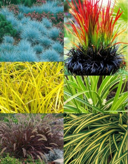 Gorgeous Grass - Pack of Ten Amazing Ornamental Grasses