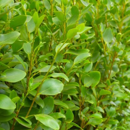 Griselinia Littoralis 'Apple Green' - Green Horizon Newzealand Privet - Large Specimen Plant