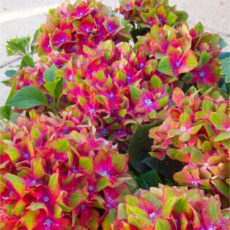 Hydrangea Glam Rock - Amazing Multi-Coloured Schloss Wackerbarth Hardy Hydrangea Shrub