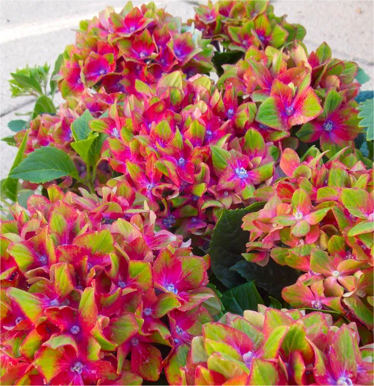Hydrangea Glam Rock - Amazing Multi-Coloured Schloss Wackerbarth Hardy Hydrangea Shrub