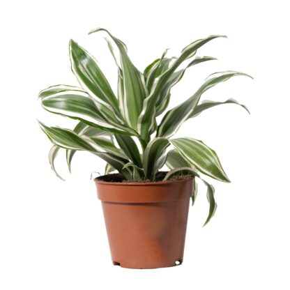 Dracaena Fragrans 'White Jewel'