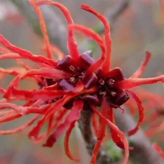 Hamamelis x Intermedia 'Rubin' - Red Witch Hazel