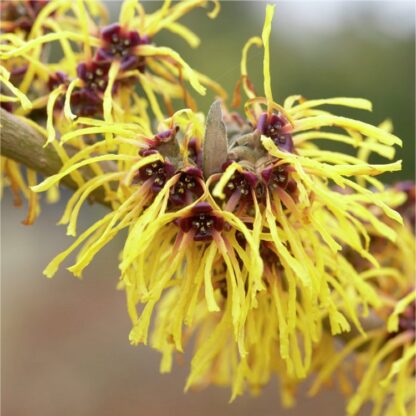 Hamamelis Intermedia Yamina - Bronze Leaf Witch Hazel
