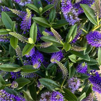 Hebe Andersonii 'Donna Britta' - Royal Blue Hebe