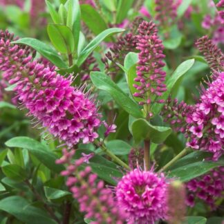 Hebe Andersonii Elsa