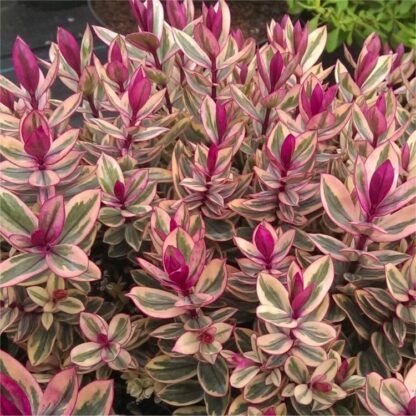 Hebe Franciscana Tricolour