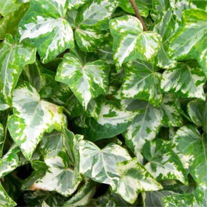 Hedera Helix 'Kolibri' - English Ivy
